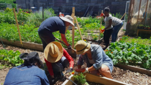 A group of people planting items in a garden
